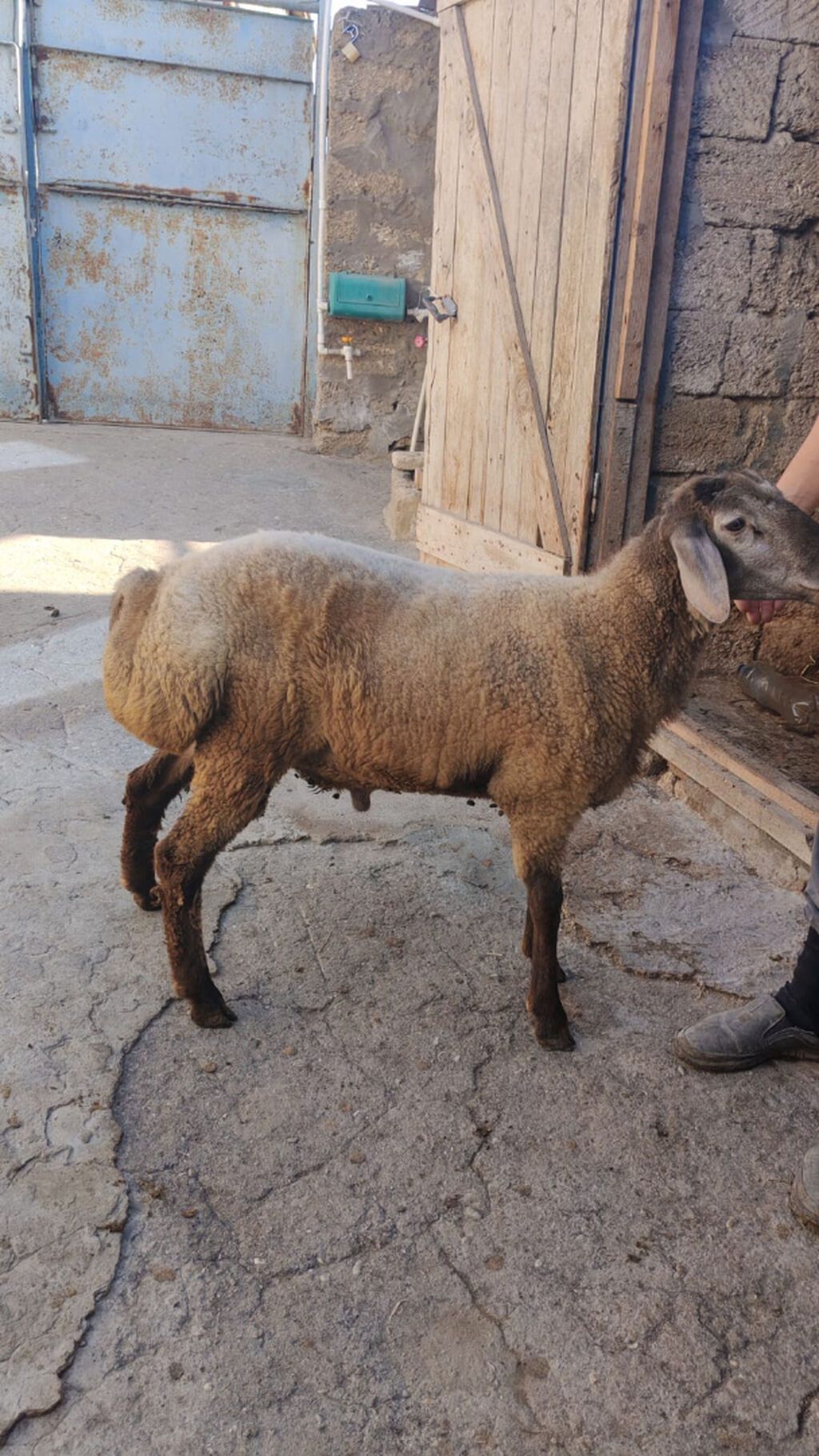 Tam sağlam 7-8 aylıq quzu satılır. Sırf təbii arpa və otla beslenib — Digər heyvanlar, Bakı (4)