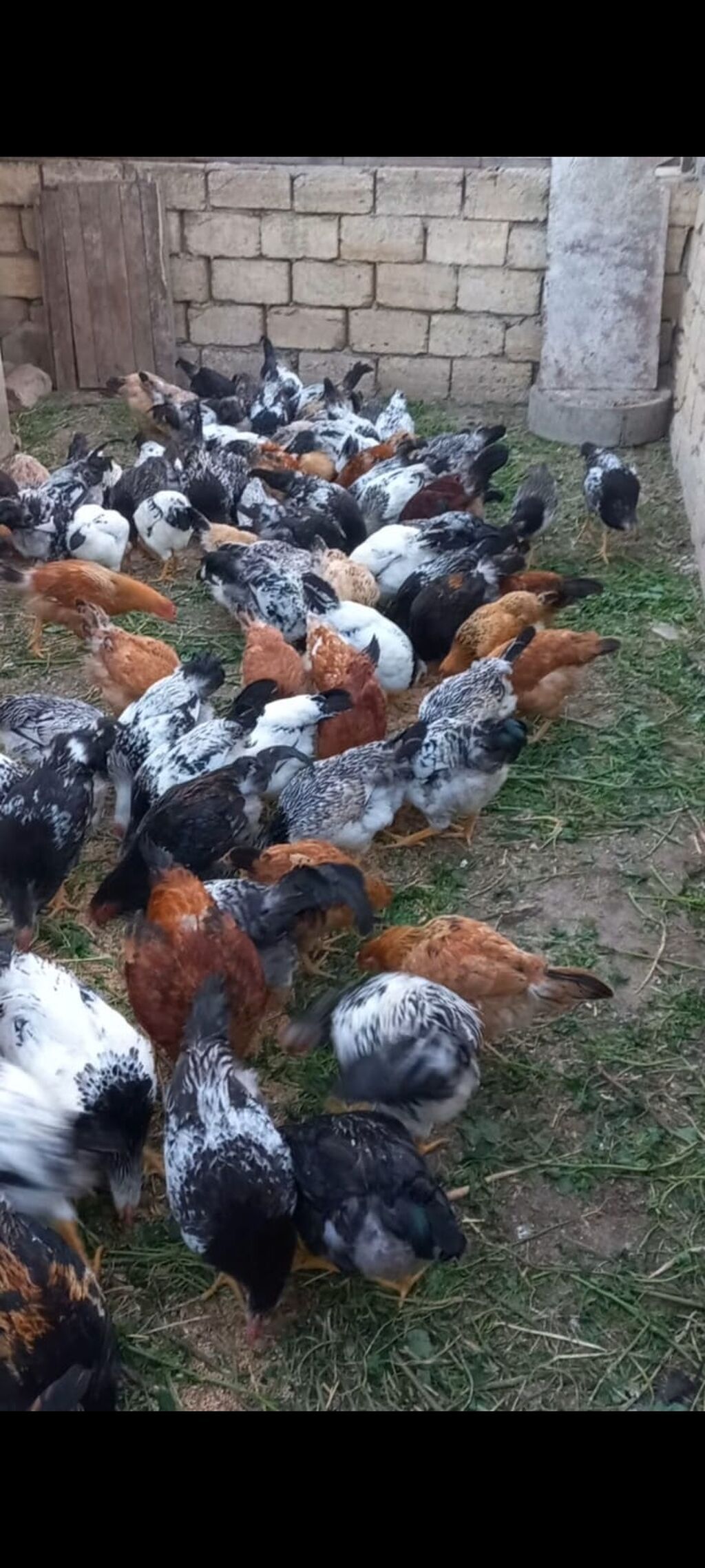 Toyuq, Damazlıq, Ünvandan götürmə — Toyuq və xoruz, Novxanı (5)