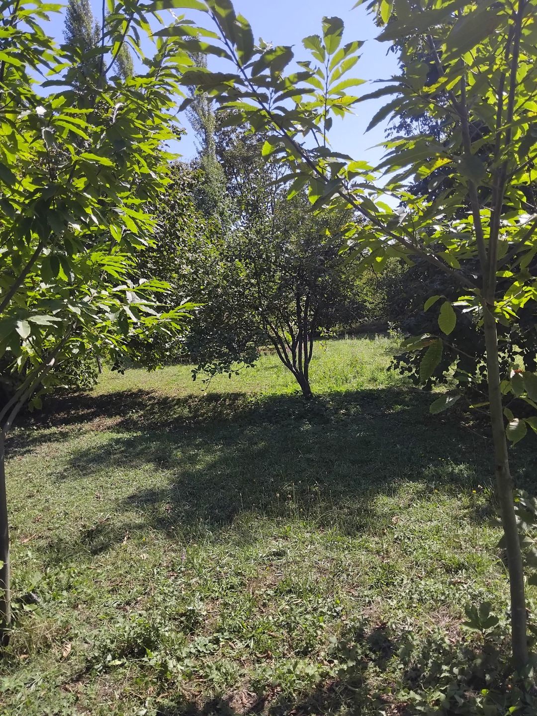 Satılır torpaq 40 sot — Torpaq, Qəbələ (9)
