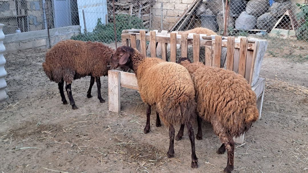 Qala quzuları — Kənd təsərrüfatı heyvanları, Bakı (8)