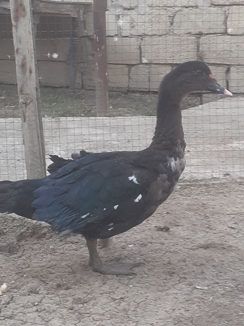 Erkek ordekler 30 man aglar (pekin) biri 8 man. diri cekileri 1kg — Digərləri, Xırdalan (9)