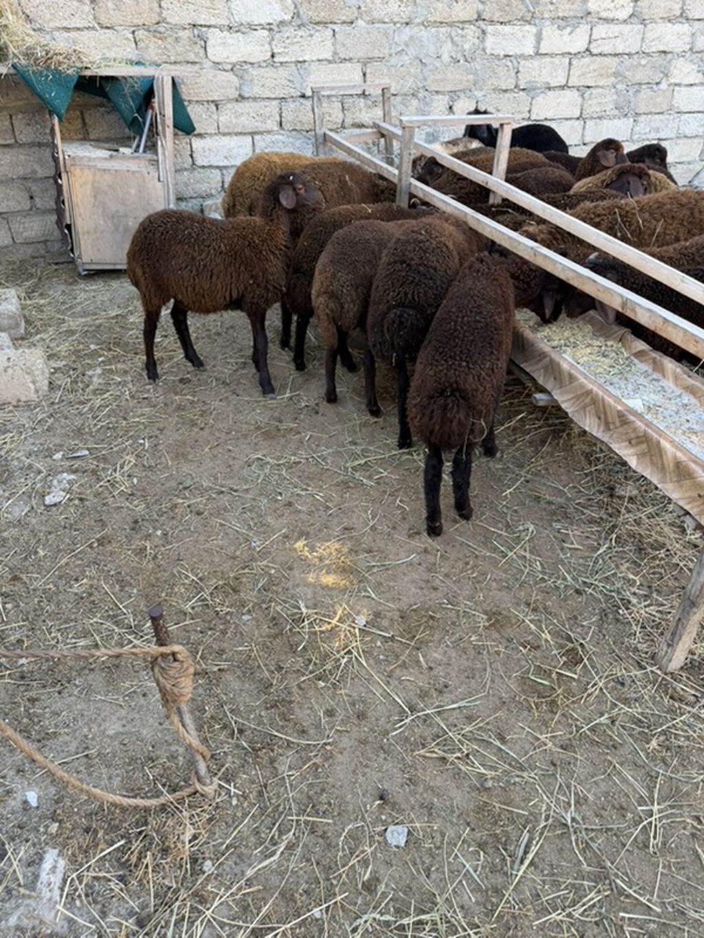 Salam aleyküm 23 baş quzdu 6 dışı 17 erken kom 320 m tek tek 280 dan — Kənd təsərrüfatı heyvanları, Digah (8)