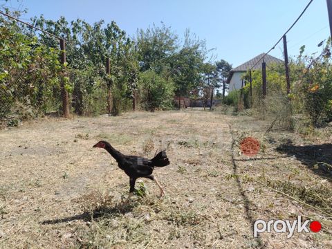 Heyratı beçə — Neftçala