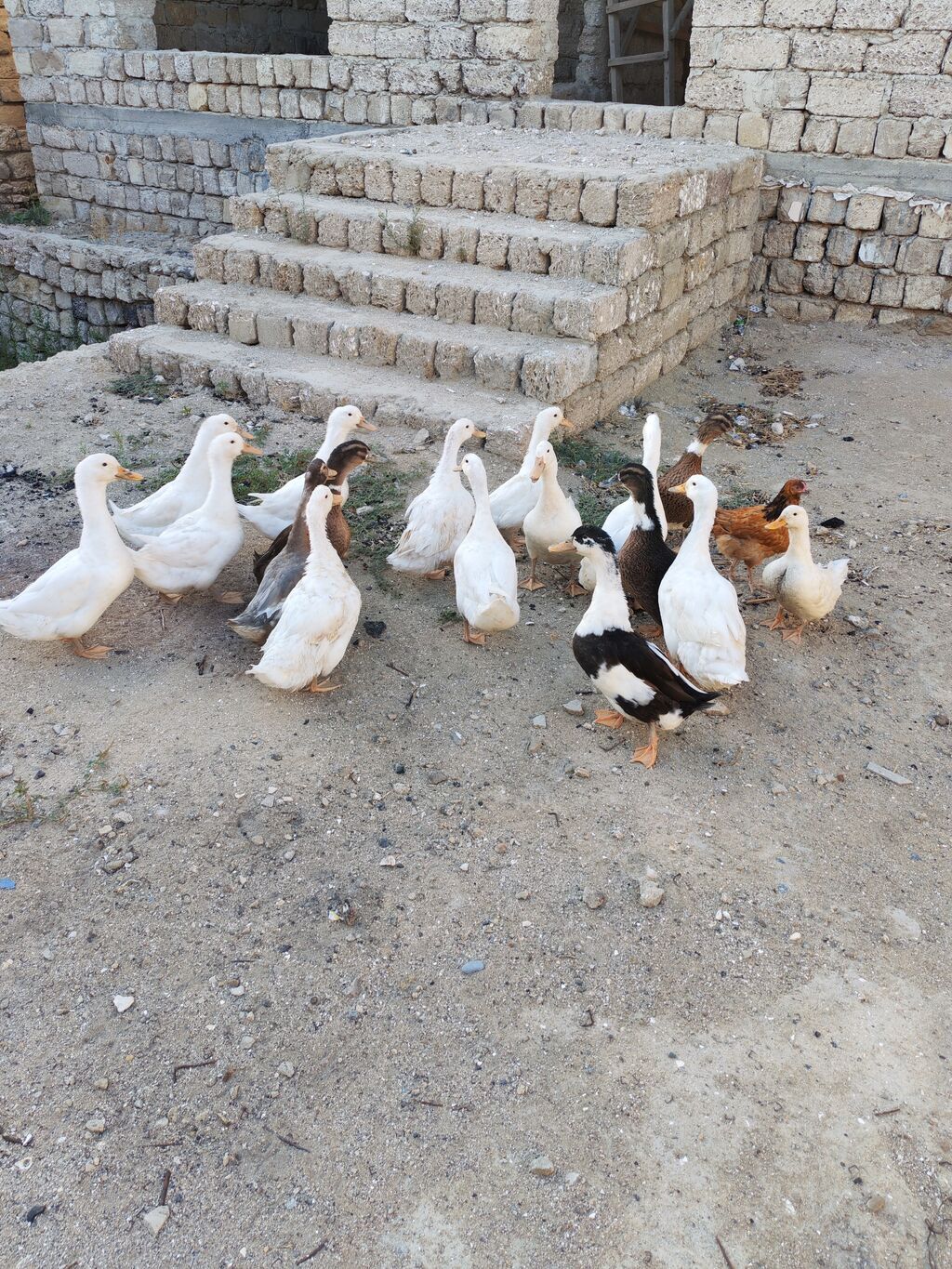 Dişi, Kuban, Damazlıq, Ödənişli çatdırılma — Digərləri, Digah (2)