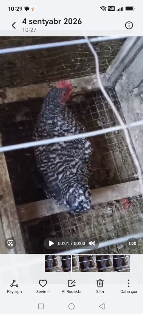 Zolaqlı naxışlı toyuq. Lələkləri qara-boz və ağ çalarlı, bədən boyunca — Bakı