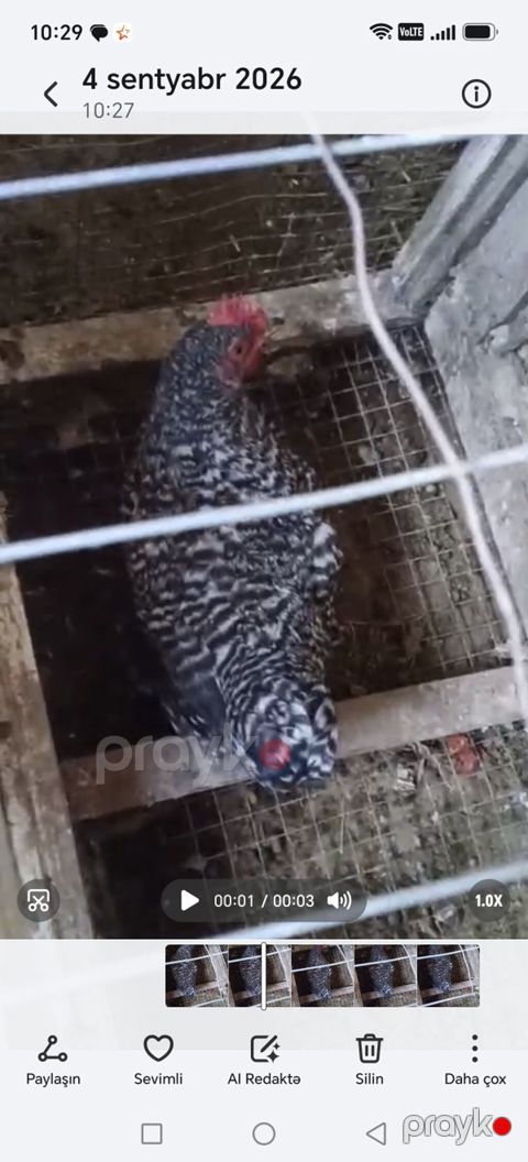 Zolaqlı naxışlı toyuq. Lələkləri qara-boz və ağ çalarlı, bədən boyunca — Bakı