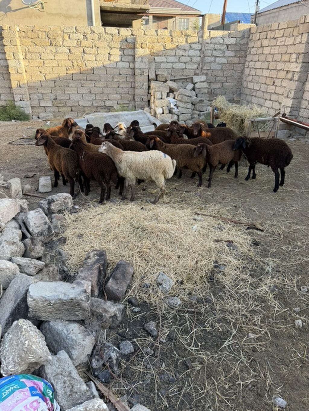 Salam aleyküm 23 baş quzdu 6 dışı 17 erken kom 320 m tek tek 280 dan — Kənd təsərrüfatı heyvanları, Digah (5)