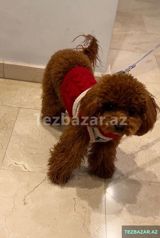 Toy pudel balasi boymur — Собаки