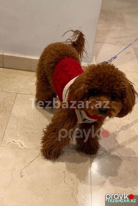 Toy pudel balasi boymur — Bakı