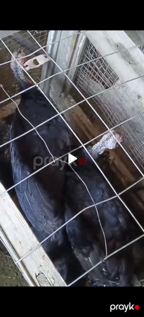 Satılır hinduşkalar. Şəkildə iri ölçülü, tünd rəngli hinduşkalar — Bakı