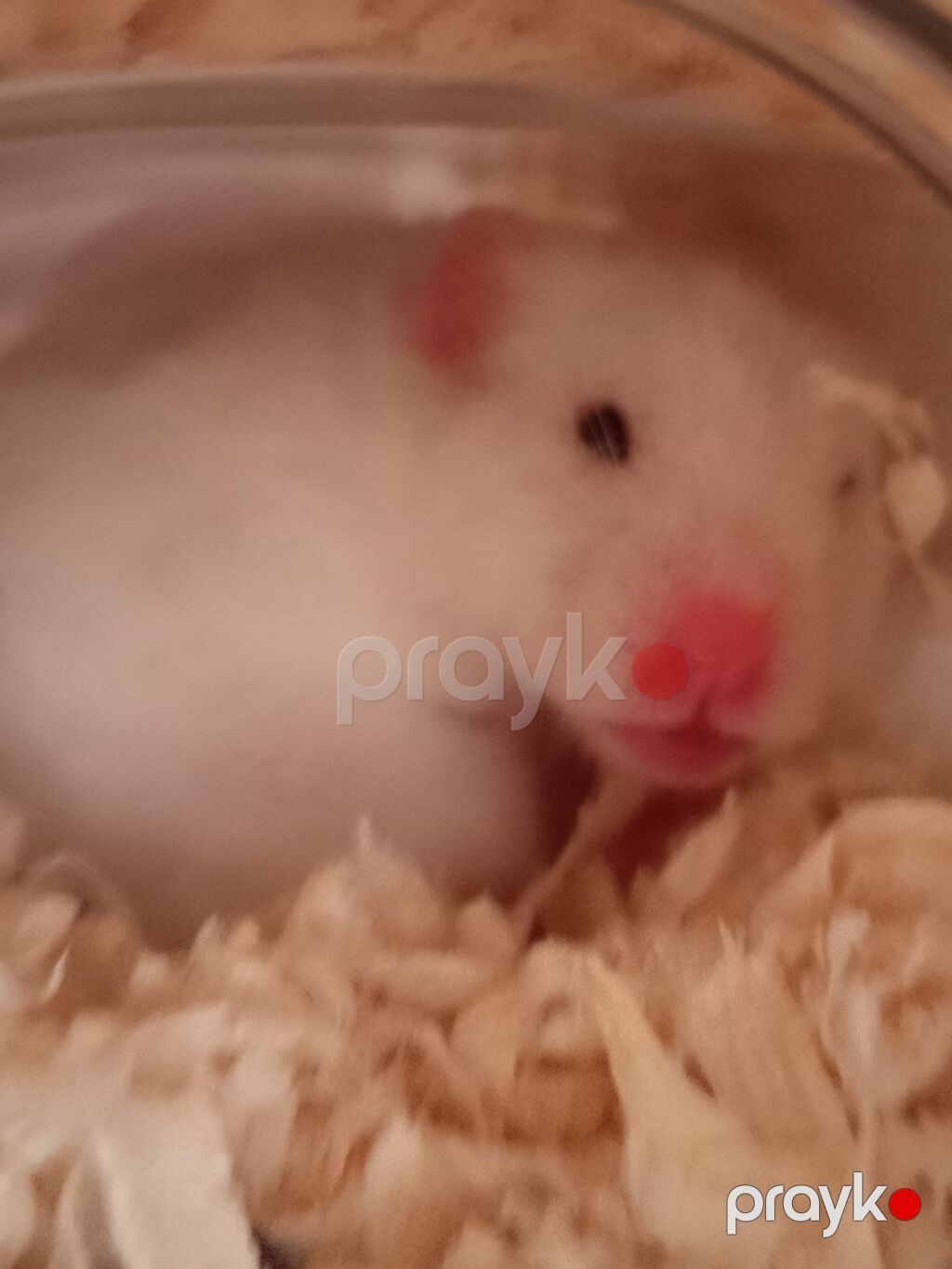 Tək özü 5 manatdi hamster üçün plastik qab su qabi hamsterin özü ilə — Kəmiçilər, Digah (2)