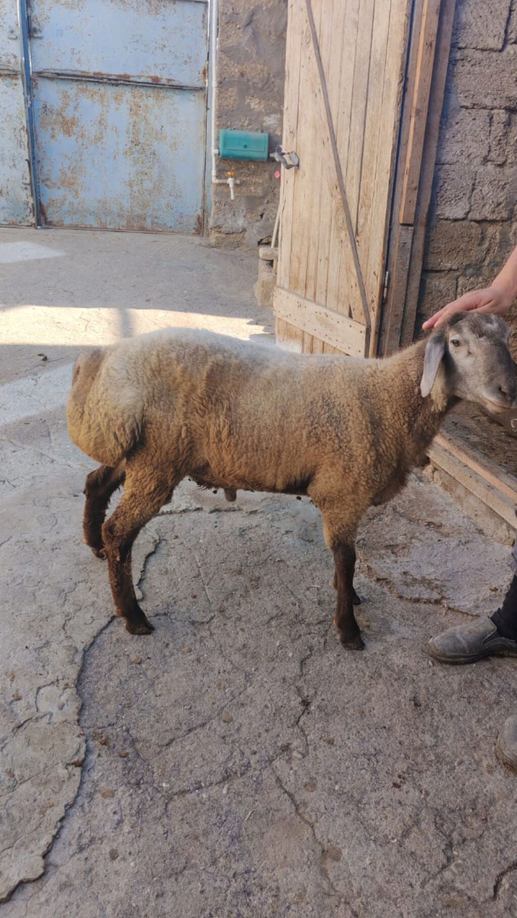 Tam sağlam 7-8 aylıq quzu satılır. Sırf təbii arpa və otla beslenib — Digər heyvanlar, Bakı (2)