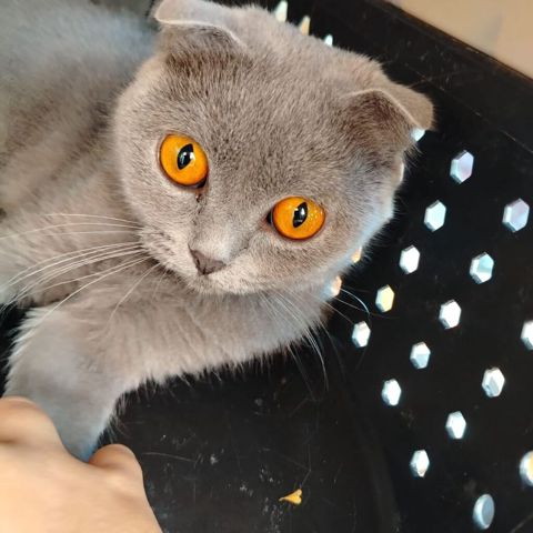 Şotland yastı qulaq — Yevlax