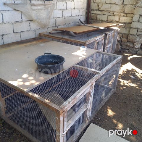 Toyuq qəfəsləri — Bakı