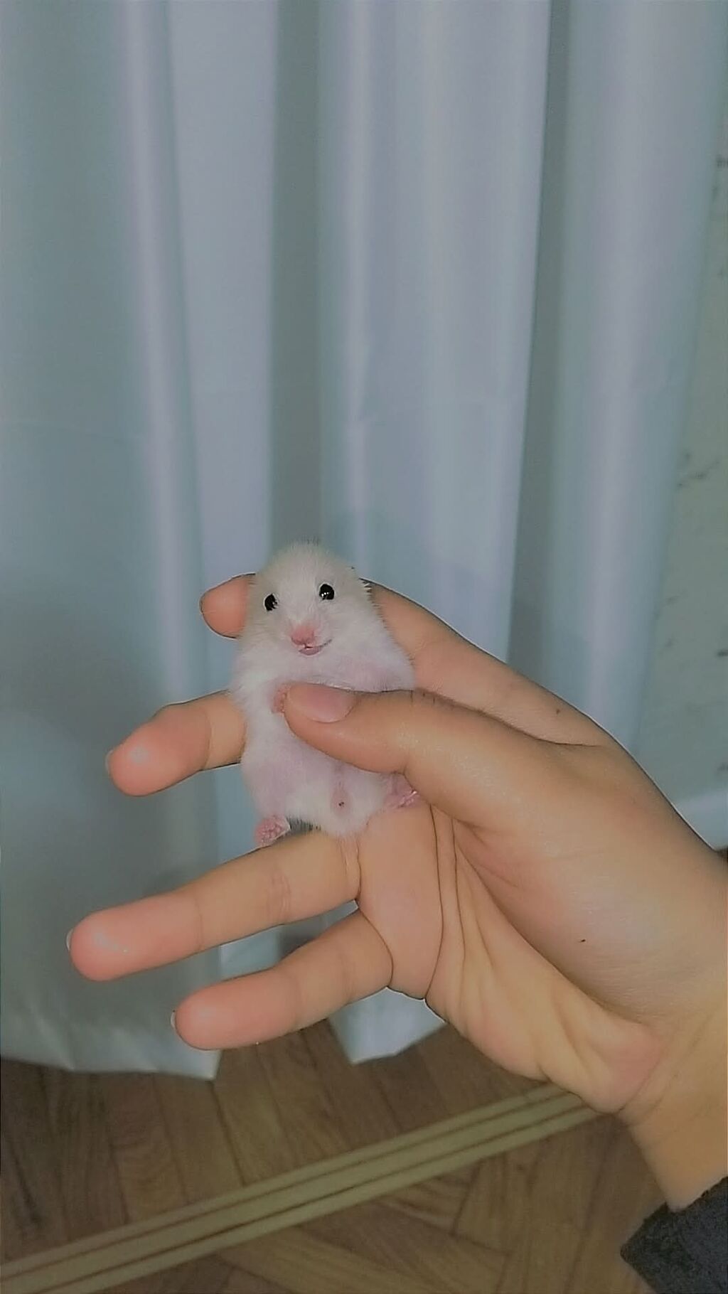 7 bala və 1 böyük hamster satılır. Qəfəs yalnız böyük hamsterlə — Kəmiçilər, Bakı (2)