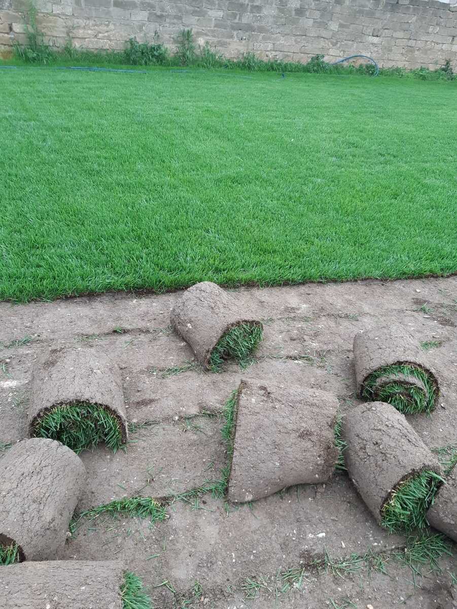 Qazon — Bitkilər, Bakı (2)