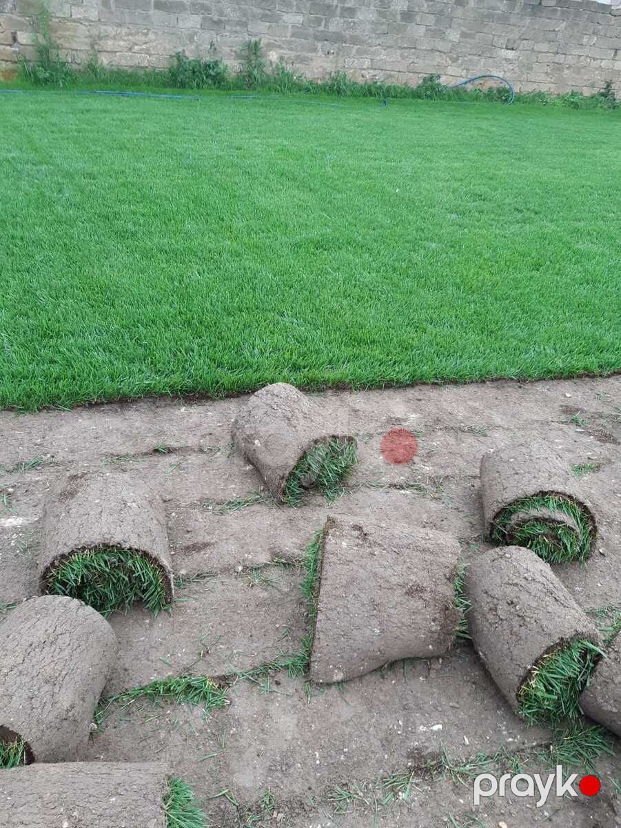 Qazon — Bitkilər, Bakı (2)