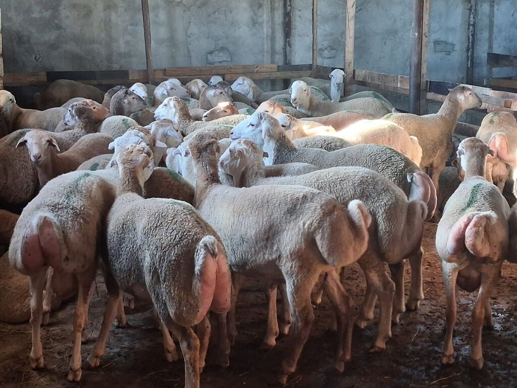 Quzu.Erkək super kök quzular.Diri çəkisi 9 AZN.Beyləqan cinsidir. 3-4 — Kənd təsərrüfatı heyvanları, Digah (6)