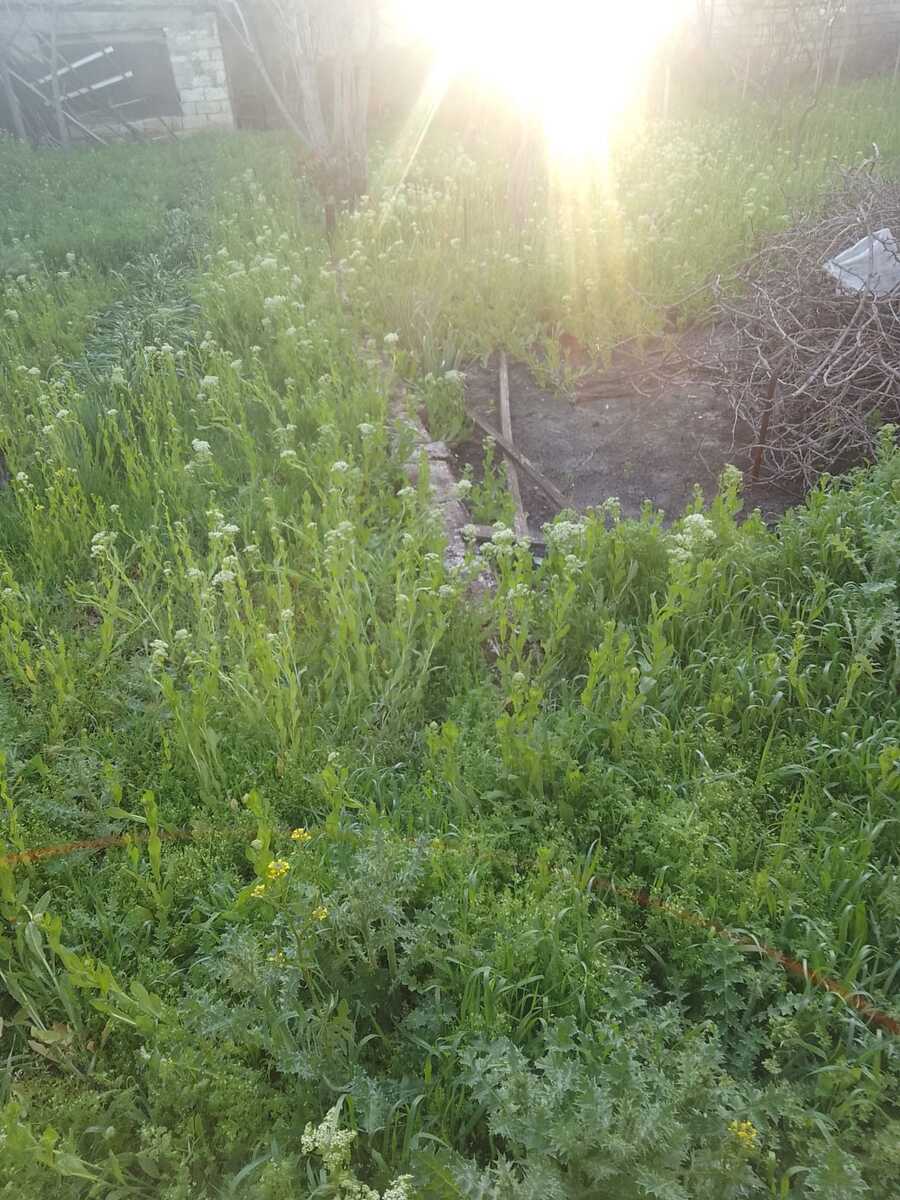 Satılır torpaq 11 sot — Torpaq, Bakı (5)