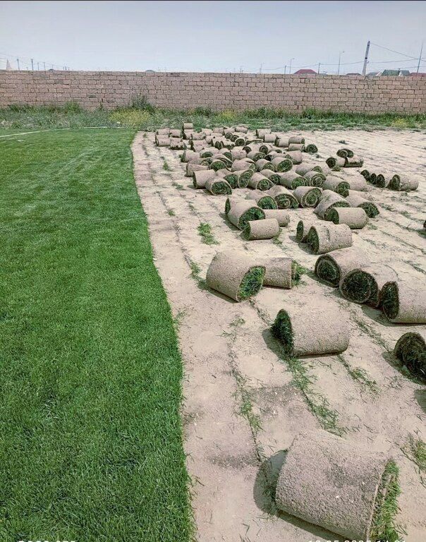 Qazon — Bitkilər, Bakı (6)