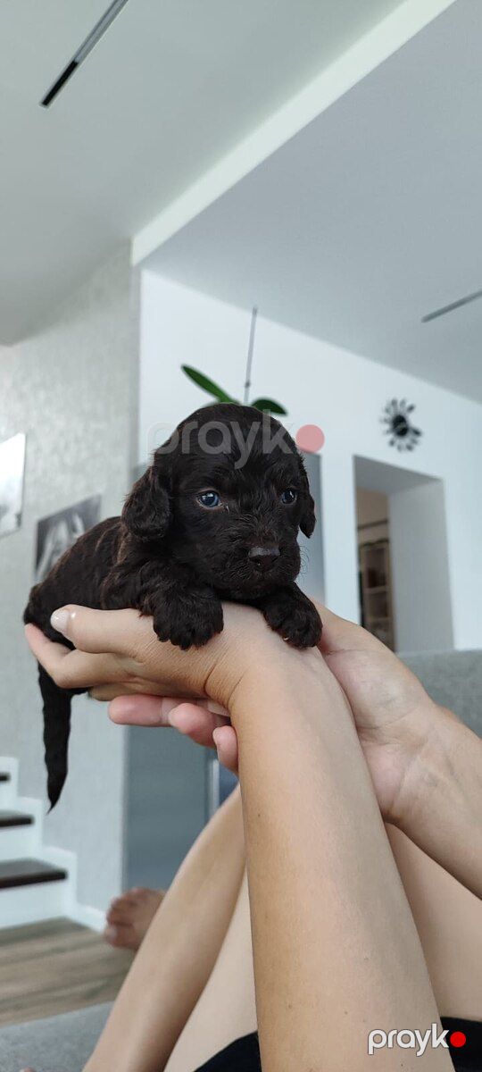 Кокер спаниель — Köpəklər, Sumqayıt (9)