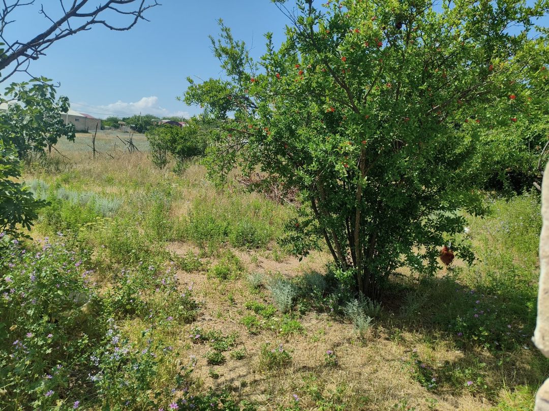 Həyət evi, Tovuz r — Ev, villa, Tovuz (4)