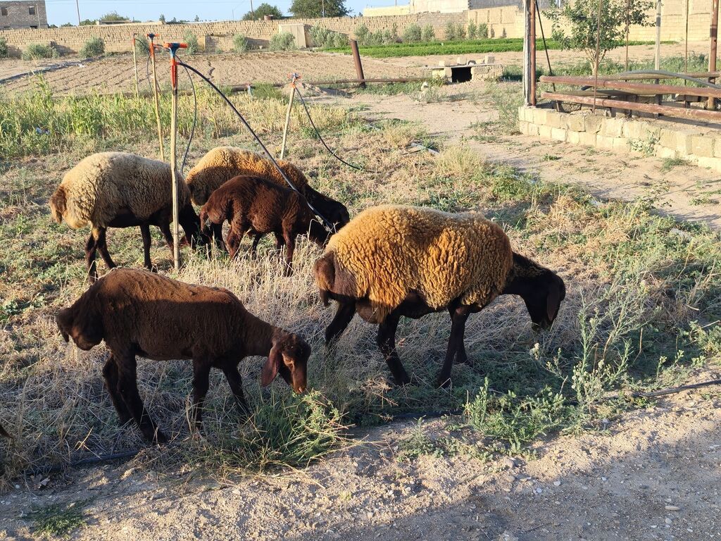 Dişi, Qala, il: 1, Damazlıq, Ünvandan götürmə — Kənd təsərrüfatı heyvanları, Bakı (3)