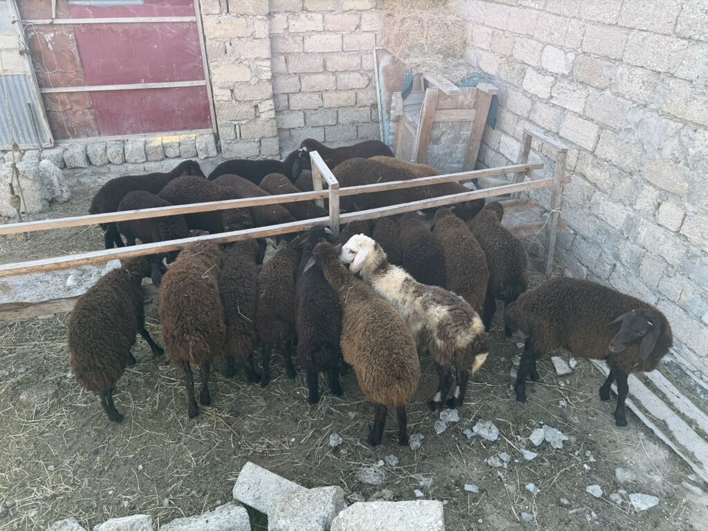 Salam aleyküm 23 baş quzdu 6 dışı 17 erken kom 320 m tek tek 280 dan — Kənd təsərrüfatı heyvanları, Digah (4)