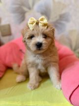 Maltipoo balaları 45 günlük sağlam gözəl balalardı real alcı yazsın — Собаки