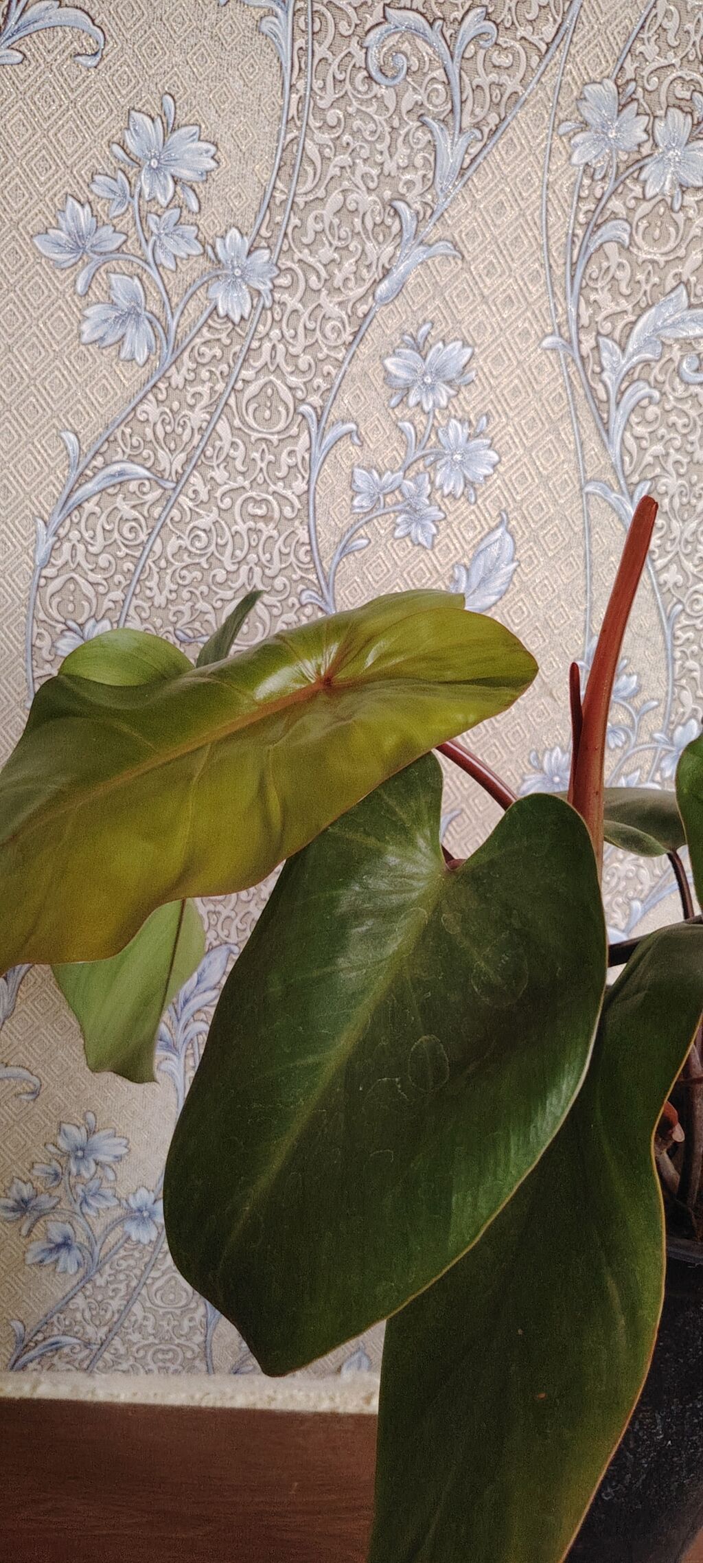 Filodendron “Red emerald (qapalı bitki) - Dekorativ iri, parlaq — Qapı bitkələri, Bakı (2)