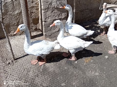 Qazlar — Bakı