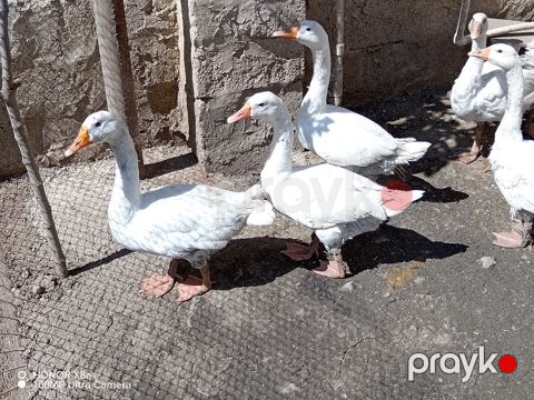Qazlar — Bakı