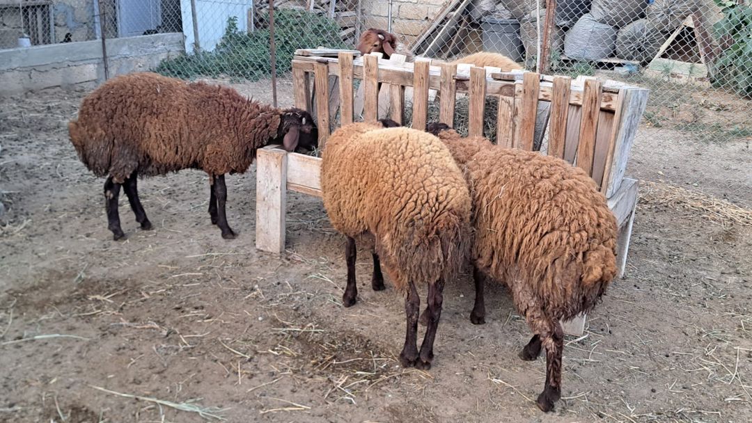 Qala quzuları — Kənd təsərrüfatı heyvanları, Bakı (3)