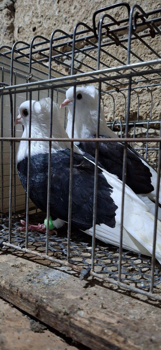 Göyərçinlər — Quşlar, Bakı (4)