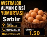 Avstraloq Alman cinsi yumurtası Qiymət: 1.50 Ünvan: Masallı — Продукты питания