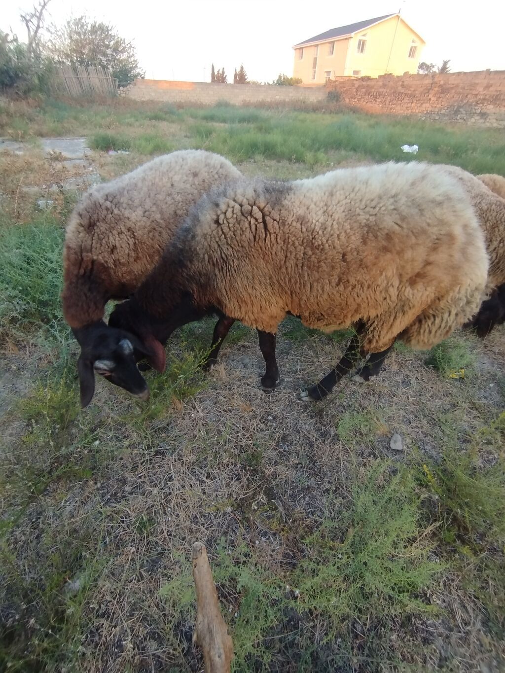 Qoyun sürüsü – yerli quyruqlu cins - Cins: Quyruqlu (yağlı quyruq) — Kənd təsərrüfatı heyvanları, Digah (5)