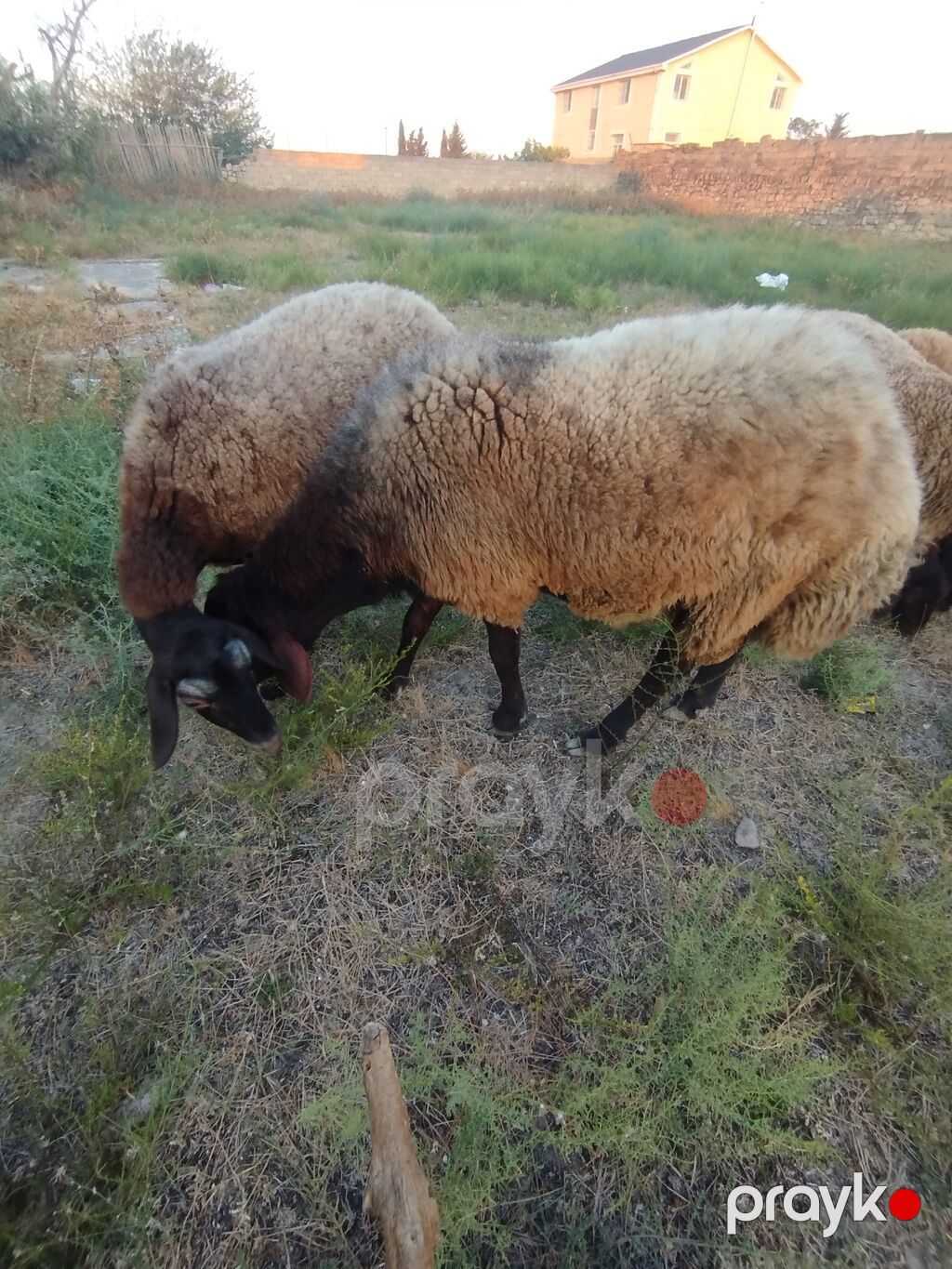 Qoyun sürüsü – yerli quyruqlu cins - Cins: Quyruqlu (yağlı quyruq) — Kənd təsərrüfatı heyvanları, Digah (5)