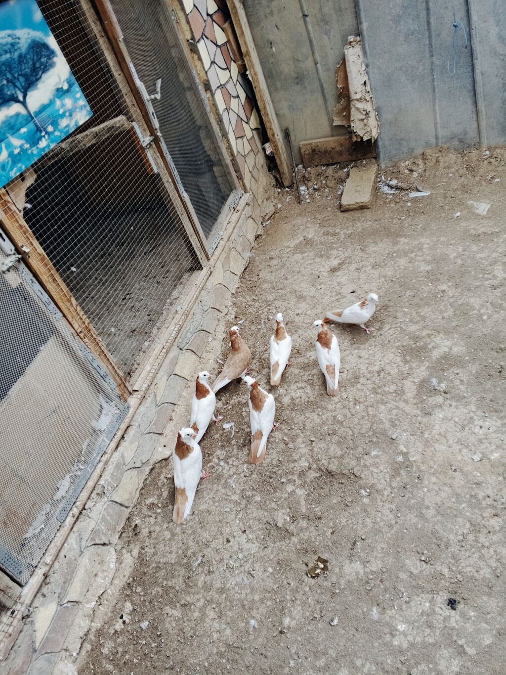 Salam Alokum 6 dene sarı boyun Sarı quruqlar bir cütün balasdi Dedesi — Göyərçin, Gəncə