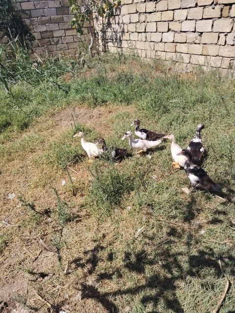 Göyərçinlər — Sumqayıt
