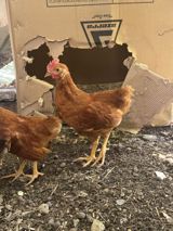 Toyuq cücələri, Damazlıq — Курицы и петухи