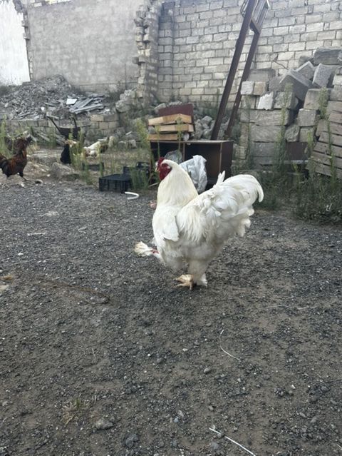 Ag Brama xoruzu satılır — Xırdalan