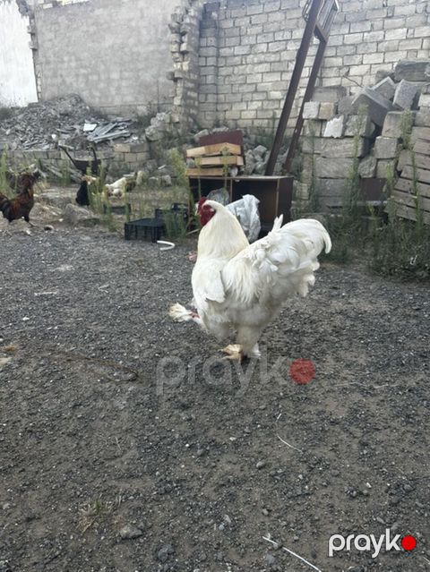 Ag Brama xoruzu satılır — Xırdalan