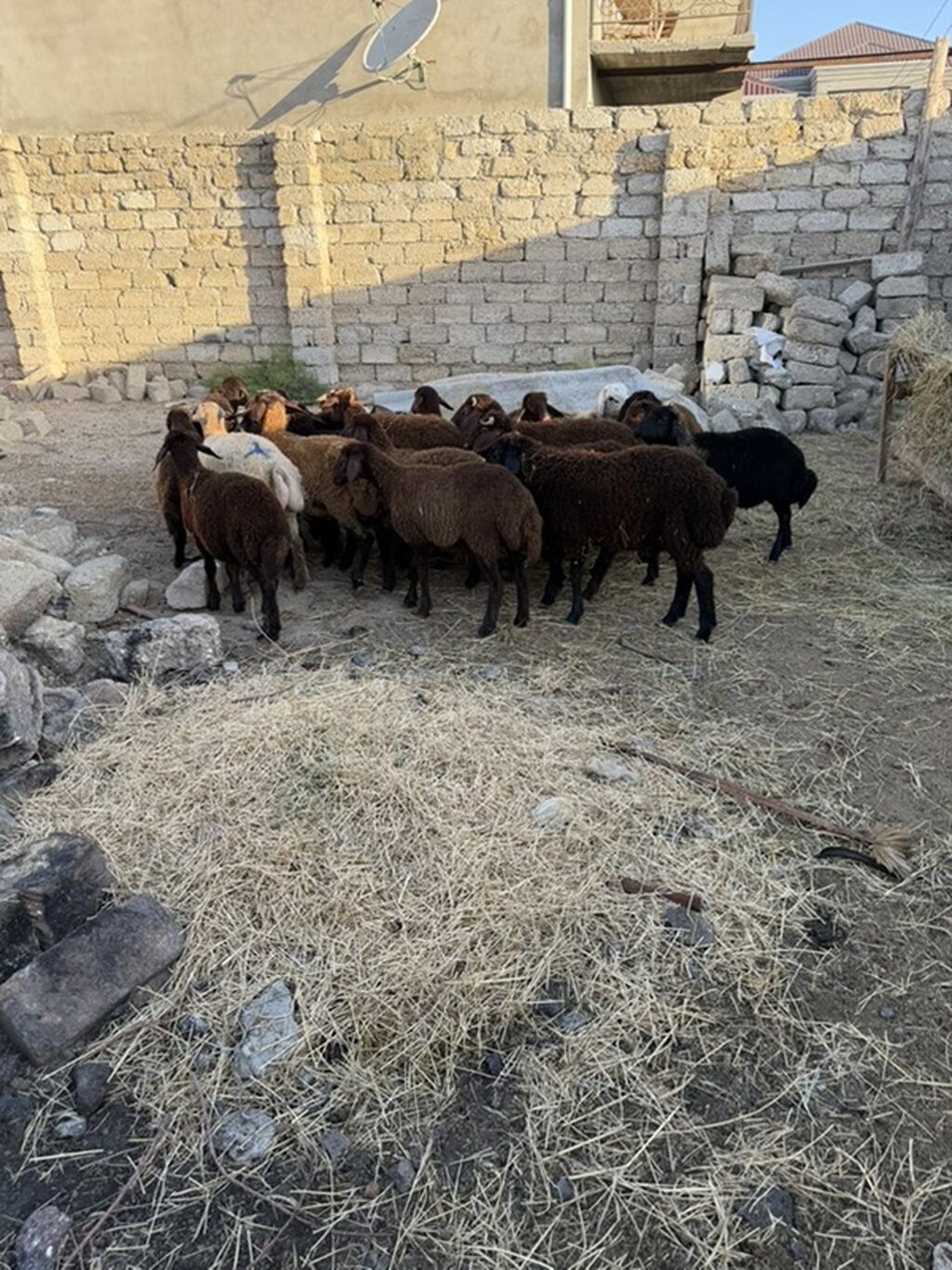 Salam aleyküm 23 baş quzdu 6 dışı 17 erken kom 320 m tek tek 280 dan — Kənd təsərrüfatı heyvanları, Digah (3)