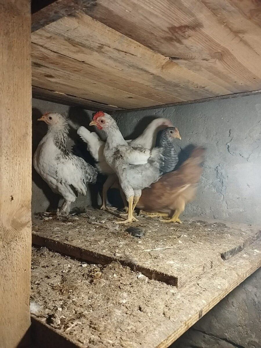 Cücələr — Quşlar, Bakı (2)