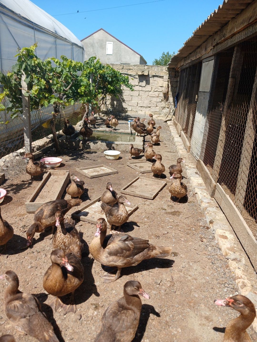 Krasnadar lal ördək — Quşlar, Bakı (2)