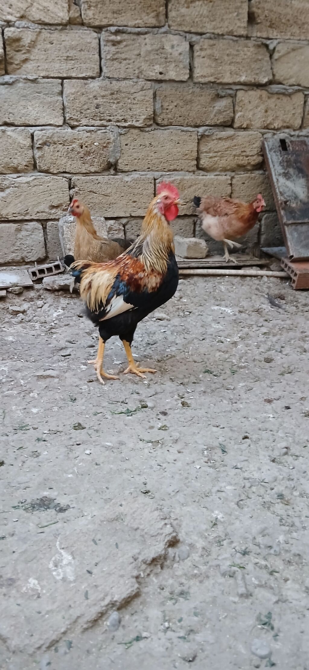 Məhsul: Xoruzlar (ev quşu) Təsvir: - Şəkillərdə fərqli rəng — Toyuq və xoruz, Saray (4)