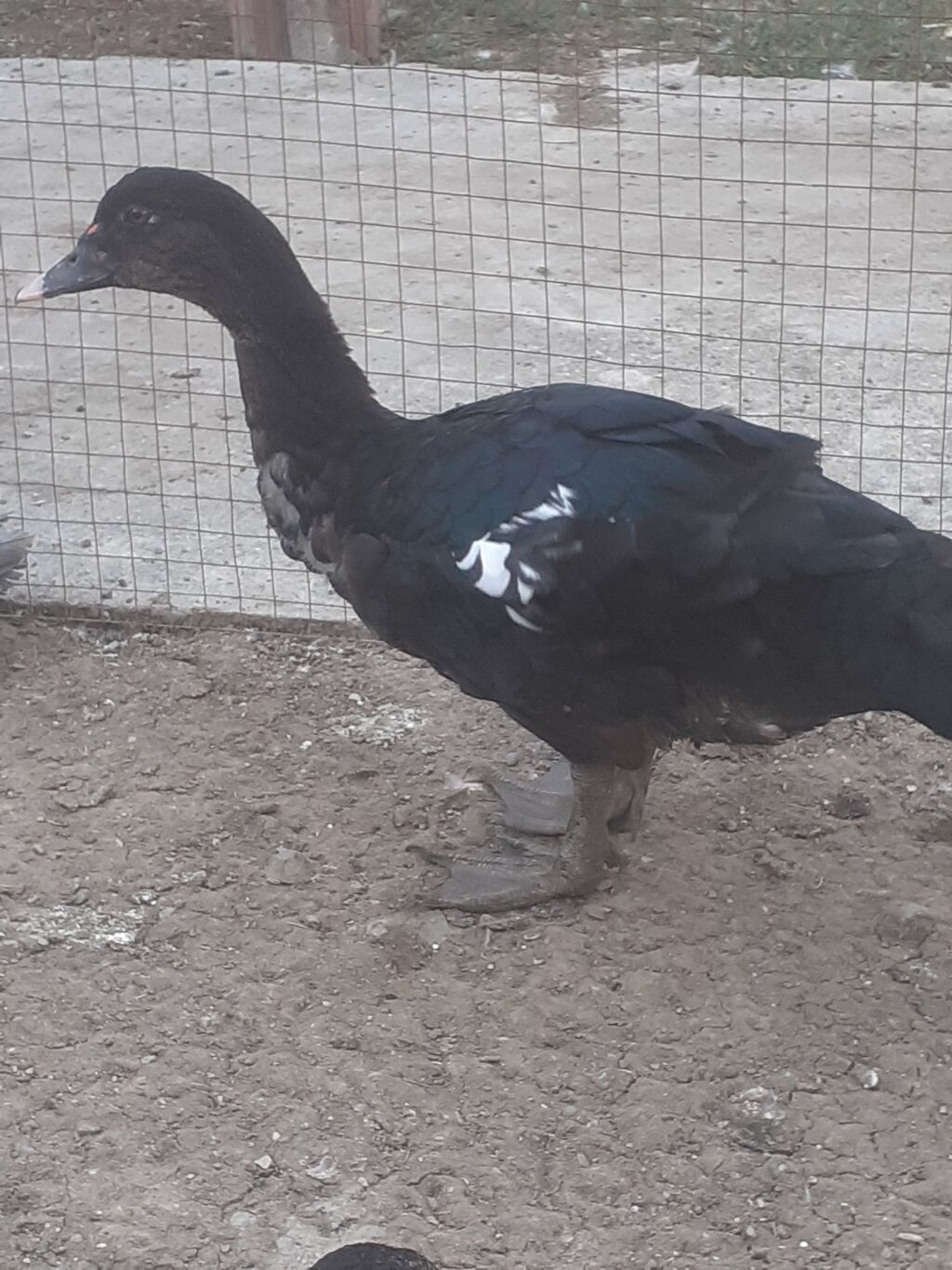 Erkek ordekler 30 man aglar (pekin) biri 8 man. diri cekileri 1kg — Digərləri, Xırdalan (2)