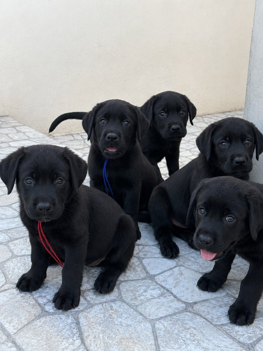 Labrador Retriver balaları — Köpəklər, Bakı (3)