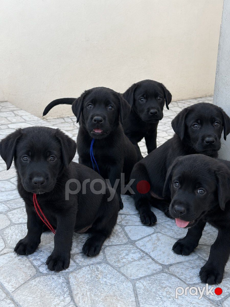Labrador Retriver balaları — Köpəklər, Bakı (3)