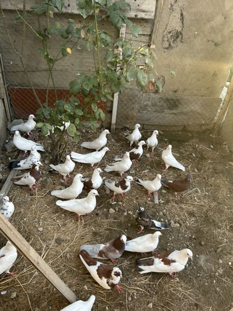 Salam hamsi 4 cut quwdan toremedi tergzlr 32 dene heyvandi tek satlmr — Bakı